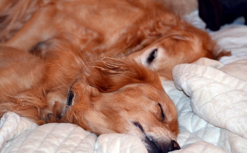 Wordless Wednesday: Sweet&nbsp;Dreams