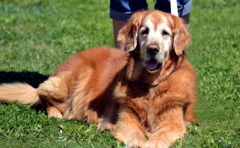 Wordless Wednesday: Sugar&nbsp;Face