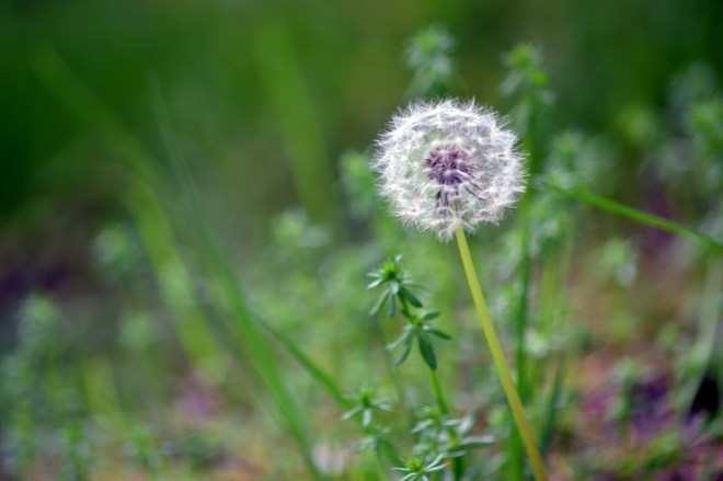 Dandelion-Seed