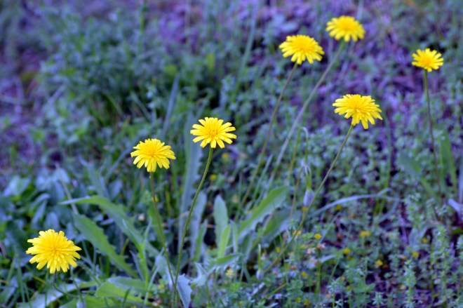 Dandelions