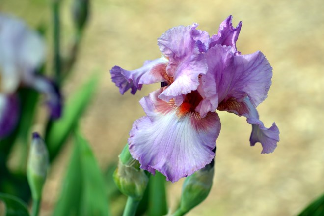 Iris-Pale-Purple