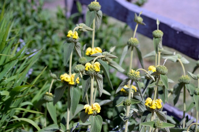 Jarusalem-Artichoke1_4_13