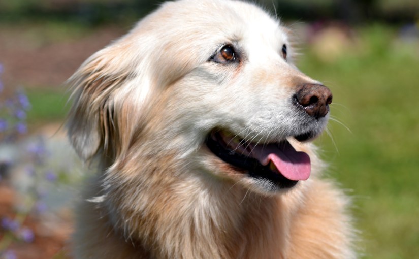 Pieces of the&nbsp;Heart