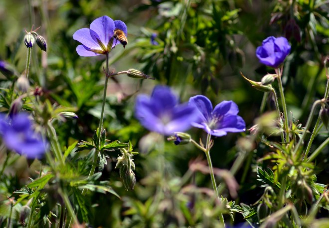 Bee-Blue-Geranium