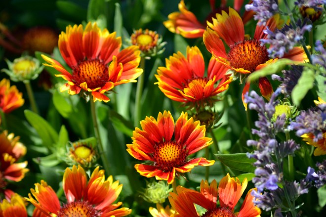 Blanket-Flower-5_13