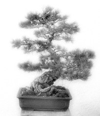 Bonsai 1 BW