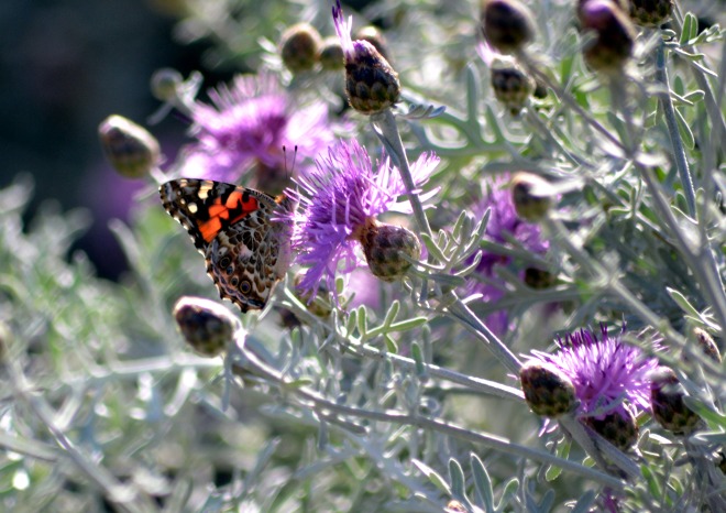 Butterfly-Thistle1_5_13
