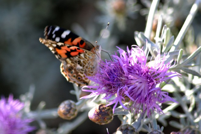 Butterfly-Thistle2_5_13