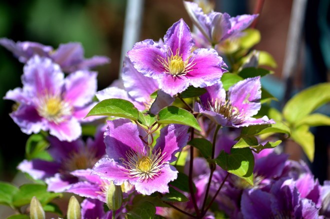Clematis-Pink-5_13