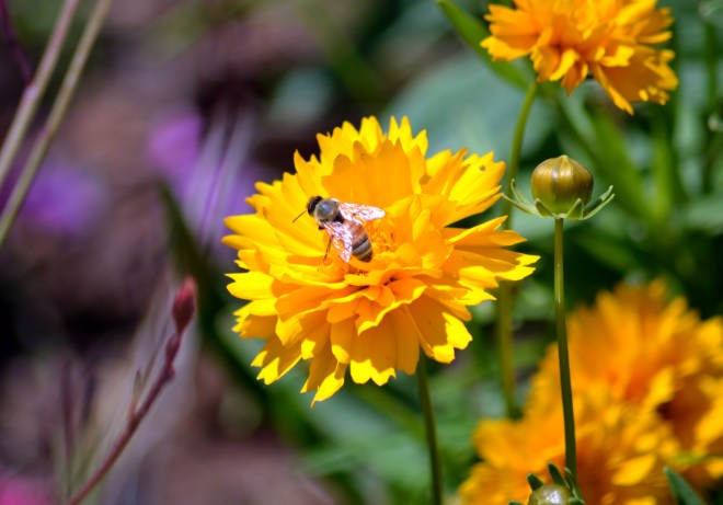 Coreopsis-Bee