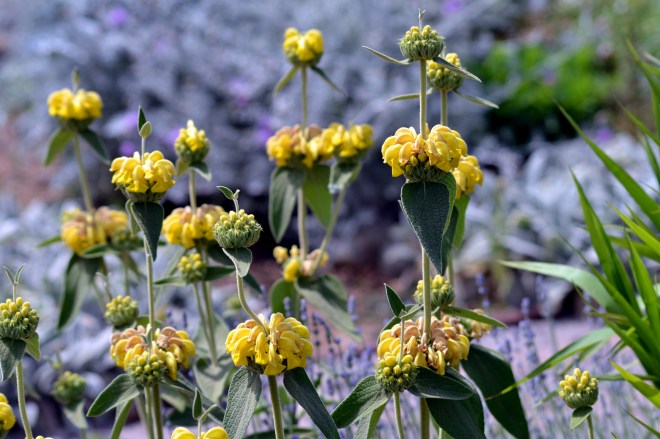 Jerusalem-Sage1_5_13