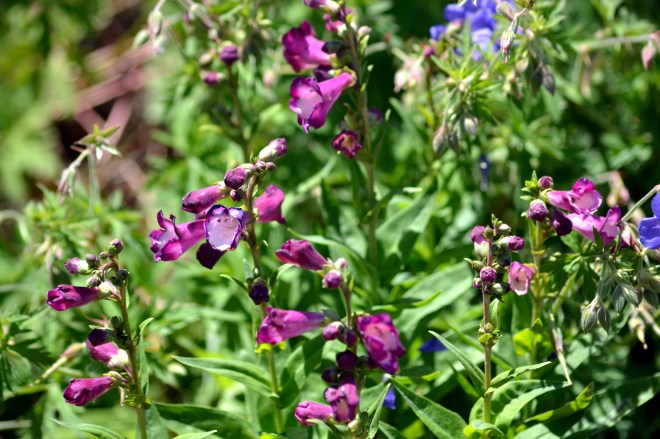 Penstemon-5_13