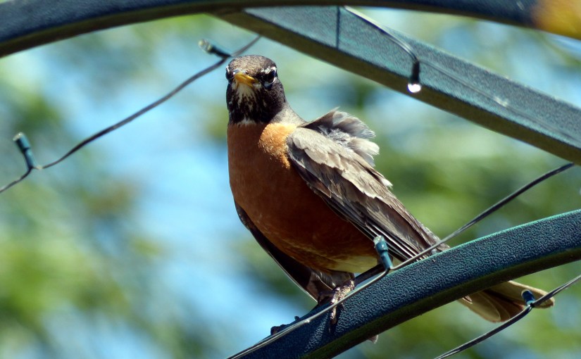 Guests of the&nbsp;garden