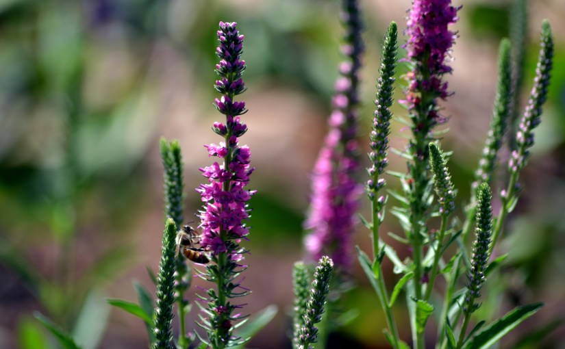 Vignettes from the Garden: May&nbsp;2013