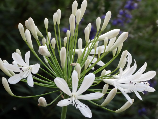 Agapanthus-White-3-6_13
