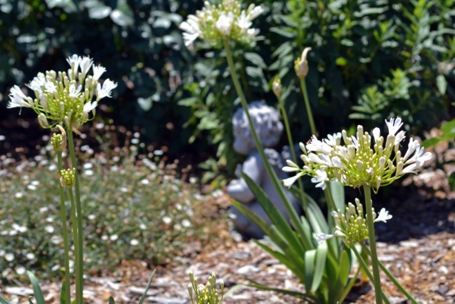 Agapanthus-White-6_13
