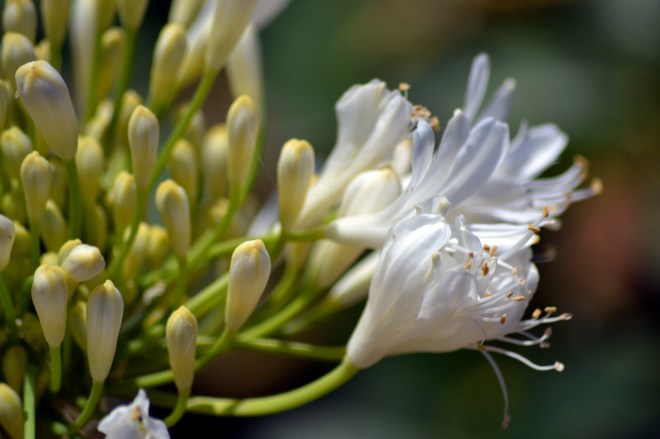 Agapanthus-White3-6_13