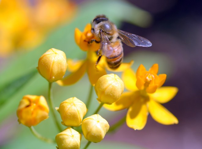 Butterfly-Weed_Bee-1_6_13