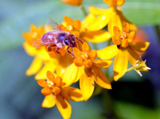 Butterfly-Weed_Bee-2_6_13