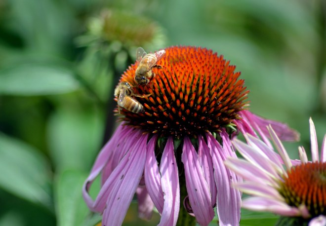 Coneflower-Bee-1_6_13