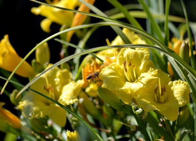 Daylilies-Bee-1_6_13