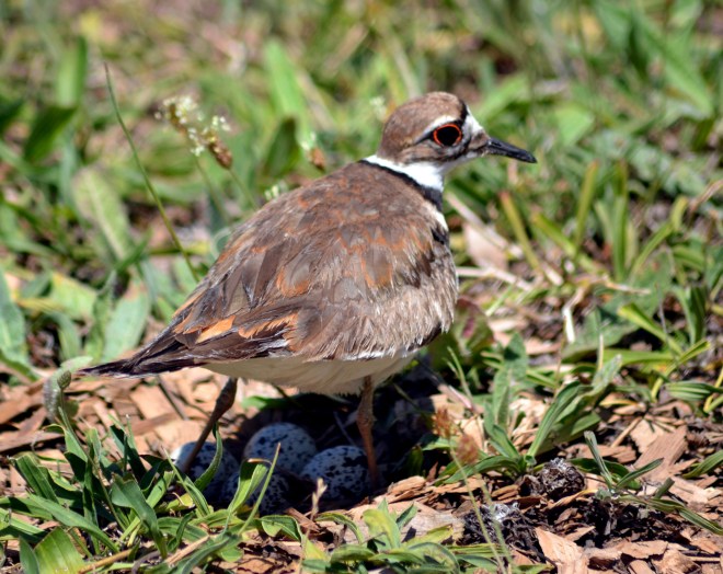 Killdeer-Nest-1-6_13