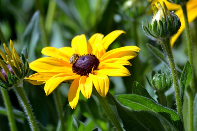 Rudbeckia-Butterfly-Bed-2_6_13