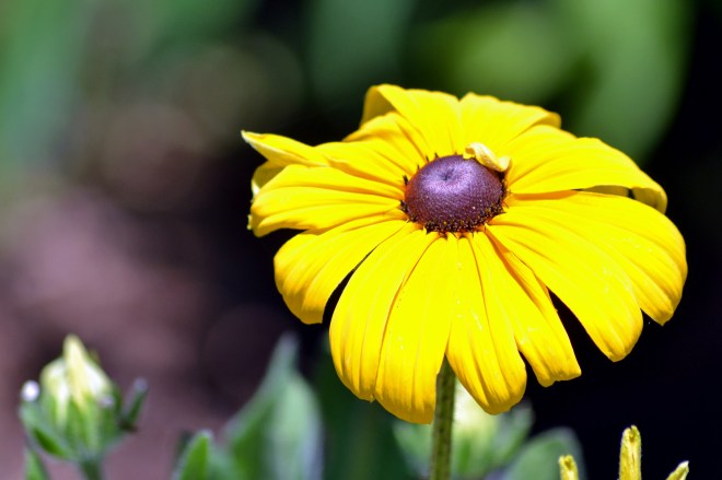 Rudbeckia-Marias-Bed-3_6_13