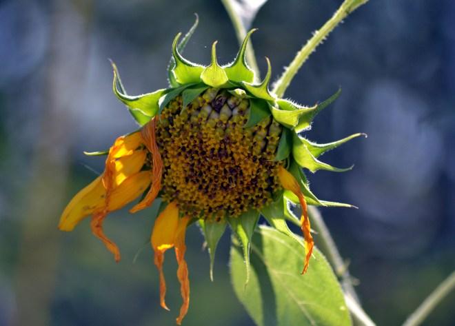 Sunflower-bird-eaten