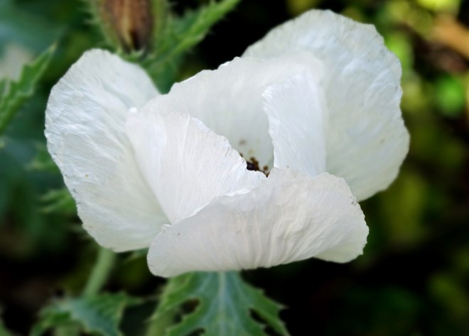 White-Thistle-Flower