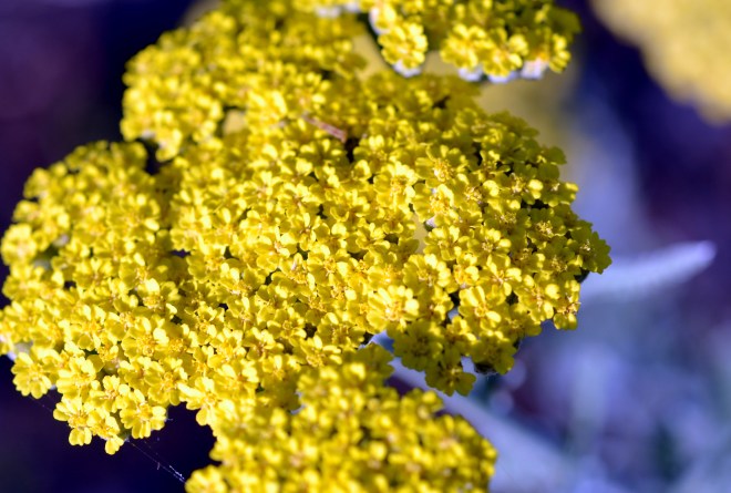 Yarrow-Yellow-6_13