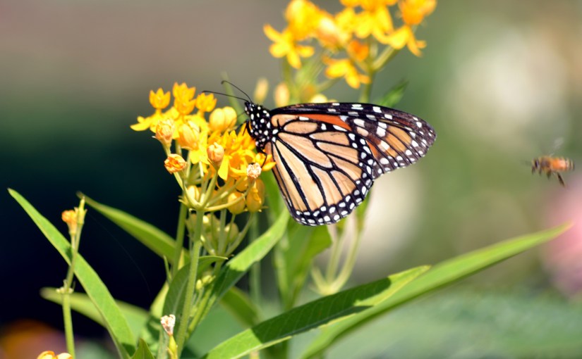 Wordless Wednesday: Flutter, Flitter,&nbsp;Flap