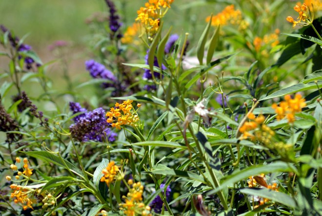Butterfly-Weed-Yellow