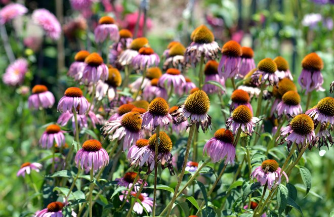 Coneflower-Heat-7_13