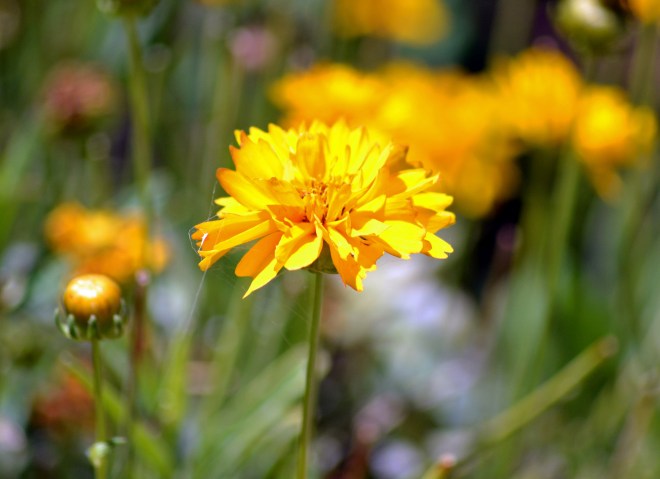 Coreopsis-Yellow