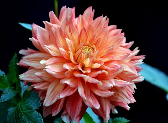 Dahlia-08_7_13