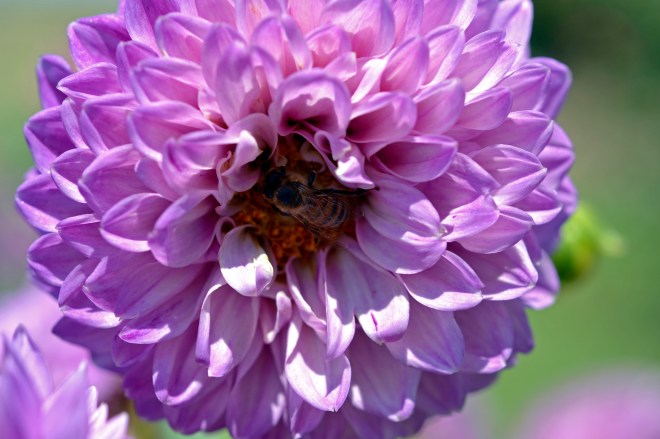 Dahlia-Purple-2