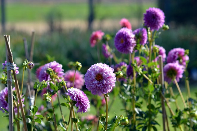 dahlias-Late-2-7_13