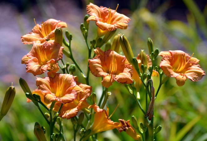 daylilies-02_7_13