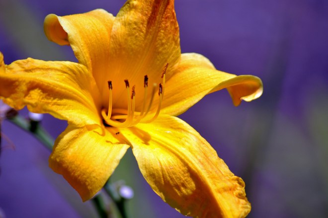 Daylily-Yellow-2