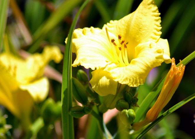 Daylily-Yellow