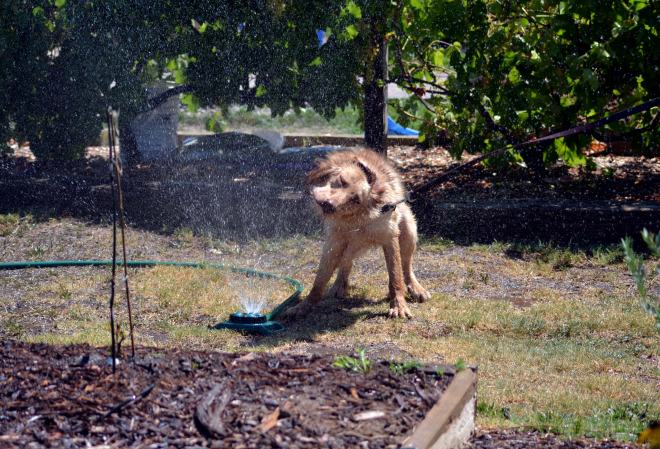 Ginger-Sprinkler