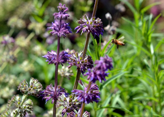 Purple-Attracts-Hummingbirds