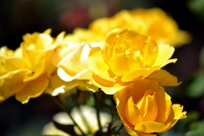 Rose-Yellow-3