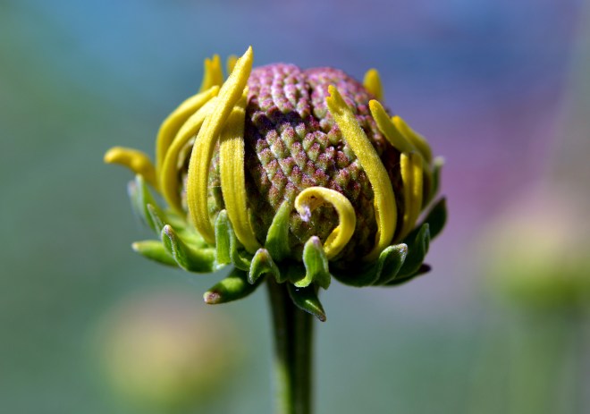 Rudbeckia-Drift-3-7_13