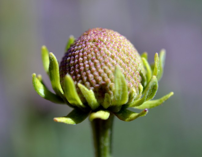 Rudbeckia-Drift-5-7_13