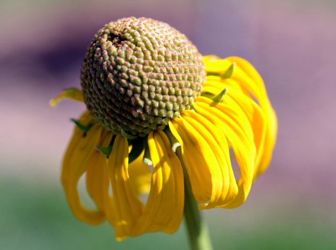 Rudbeckia-Drift-7_13