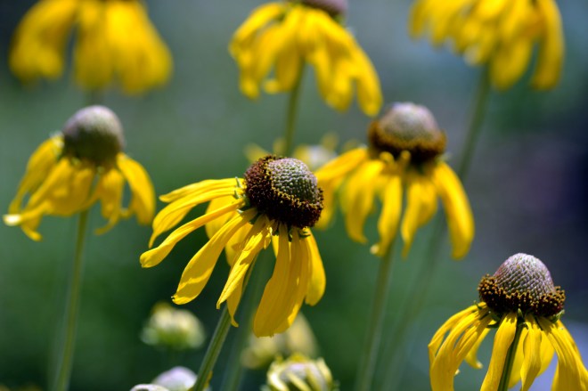 Rudbeckia-Yellow-1