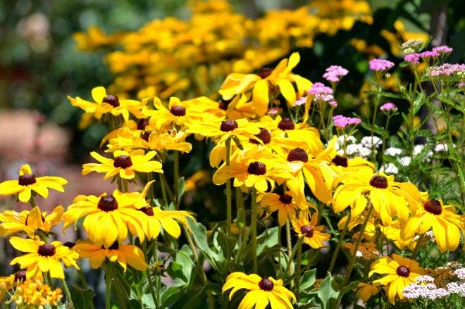 Rudbeckia-Yellow-4