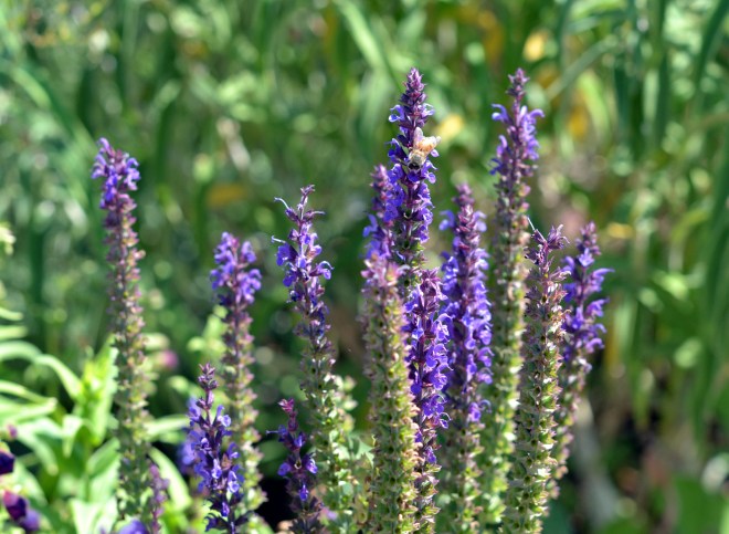 Salvia-7_13